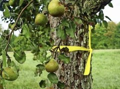 Gelbes Band an Obstbäumen - hier darf geerntet werden! - Bild Gelbes Band an Obstbäumen - hier darf geerntet werden! - Bild